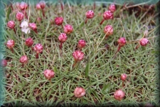 Bloemen